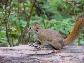 squirrel on a tree