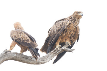 A pair of Tawny Eagles getting ready to hunt in the Kruger Park South Africa