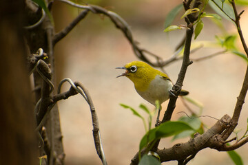 Fototapeta premium A Warbling white eye bird singing on branch of plant or tree .