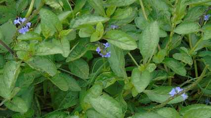 blue dragonfly on a leaf