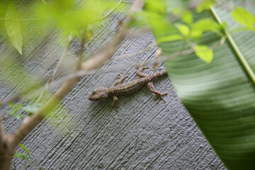 Tokay geckos on the wall in the tropical garden