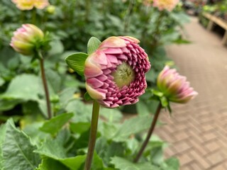 pink and yellow flower