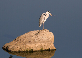 Grey Heron sitting on a rock in the Kruger Park