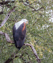 Fish Eagle scanning the river water below in the hope of seeing a fish to catch in its talons.
