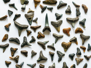 Fossil shark teeth collection on white background