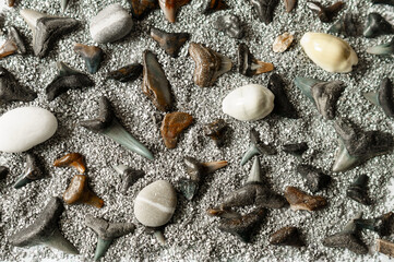 Fossilized sharks' teeth in grey sand
