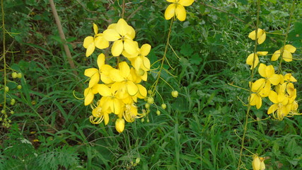 yellow flowers in the grass