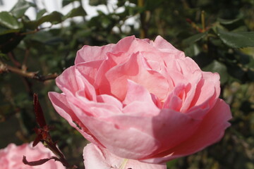 pink rose in bloom