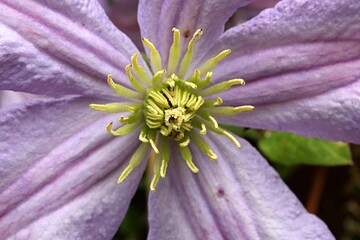 Detail of pink flower with yellow center of climbing plant, Clematis genus, hybrid General Sikorski, in full blossom.