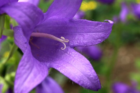 Violet bell shaped flower of Giant Bellflower decorative plant, latin name Campanula Latifolia, flowering during lane spring season. 