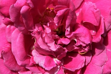 Pink to purple flower center of decorative rose flower hybrid. 