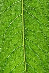 Detail of leaf texture of willow tree, latin name Salix, with visible midrib and veins. 
