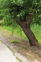 Solitaire willow tree, densely leafed during late spring season, standing next to concrete pathway ...