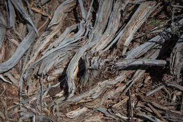 dead wood in desert