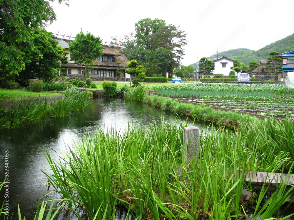 Poster 忍野八海菖蒲池