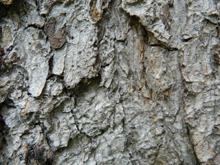 tree bark texture