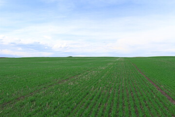 Fototapeta na wymiar Farmland southern Alberta