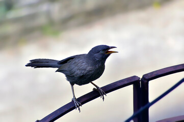 The jungle babbler is a member of the family Leiothrichidae.