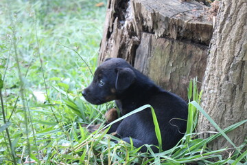 black bear cub