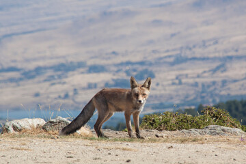 Red fox in the Sierra de Guadarrama National Park. Segovia, Madrid. Friendly mountain fox looking for food.