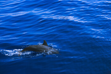 Dolphin swims in the bright blue clear water of the tropical sea