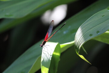 dragonfly on a blade of grass