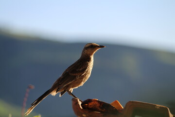 sparrow on a fence