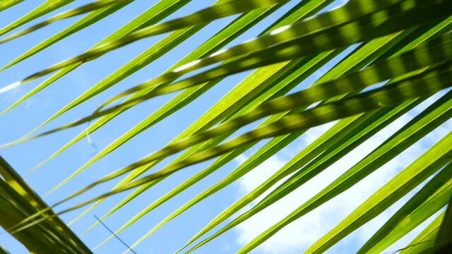 The coconut leaves swaying from the wind blowing gently on the bright sky and white clouds background.