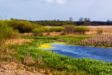 Piękna i dzika rzeka Narew, Podlasie, Polska © podlaski49