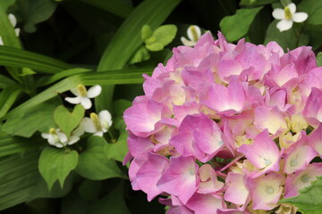 Hydrangea is blooming in pink and purple. Hydrangea macrophylla