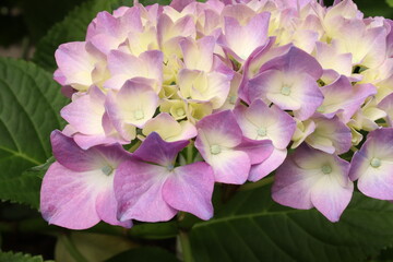Fototapeta premium Hydrangea is blooming in pink and purple. Hydrangea macrophylla