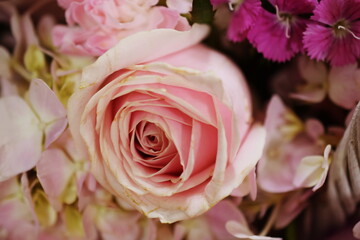 close up beautiful Pink rose flower bouquet
