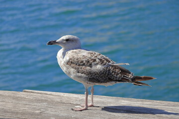 A seagull sits on a pier in the port of Barcelona