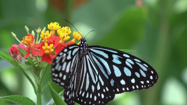 Ideopsis similis. Ceylon Blue Glassy Tiger Butterfly feeding on nectar. Ryukyu Asagimadara. Closeup shot. 4K 