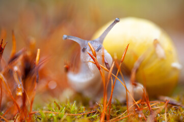 Schnecken im Regen