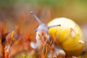 Schnecken im Regen