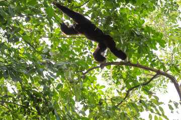gibbon à mains blanche dans la forêt équatoriale, white-handed gibbon in the wild life, espèce en voie de disparition