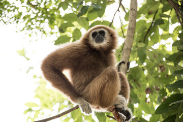 gibbon à mains blanche dans la forêt équatoriale, white-handed gibbon in the wild life, espèce en voie de disparition