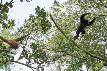 gibbon à mains blanche dans la forêt équatoriale, white-handed gibbon in the wild life, espèce en voie de disparition