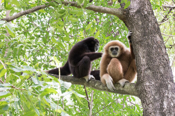 Fototapeta premium gibbon à mains blanche dans la forêt équatoriale, white-handed gibbon in the wild life, espèce en voie de disparition