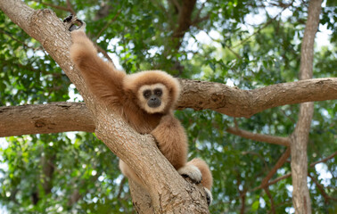 gibbon à mains blanche dans la forêt équatoriale, white-handed gibbon in the wild life, espèce en voie de disparition