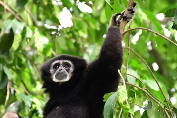 Obraz premium gibbon à mains blanche dans la forêt équatoriale, white-handed gibbon in the wild life, espèce en voie de disparition