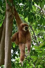 gibbon à mains blanche dans la forêt équatoriale, white-handed gibbon in the wild life, espèce en voie de disparition