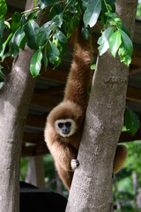 gibbon à mains blanche dans la forêt équatoriale, white-handed gibbon in the wild life, espèce en voie de disparition