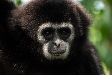 gibbon à mains blanche dans la forêt équatoriale, white-handed gibbon in the wild life, espèce en voie de disparition