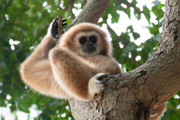 gibbon à mains blanche dans la forêt équatoriale, white-handed gibbon in the wild life, espèce en voie de disparition