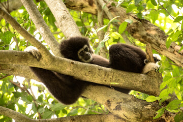 gibbon à mains blanche dans la forêt équatoriale, white-handed gibbon in the wild life, espèce en voie de disparition