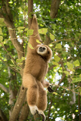 gibbon à mains blanche dans la forêt équatoriale, white-handed gibbon in the wild life, espèce en voie de disparition