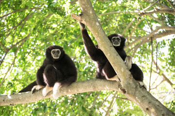 gibbon à mains blanche dans la forêt équatoriale, white-handed gibbon in the wild life, espèce en voie de disparition