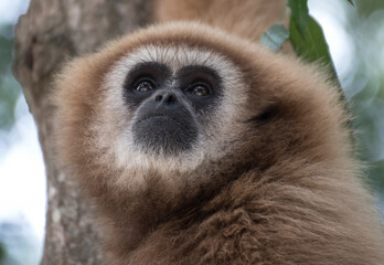 gibbon à mains blanche dans la forêt équatoriale, white-handed gibbon in the wild life, espèce en voie de disparition